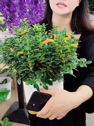 金鱼吊兰盆栽 金鱼吊兰花卉绿植盆栽#金鱼吊兰 #金鱼吊兰盆栽 #园艺生活 #花卉绿植 #花的世界很美 @DOU+上热门 @DOU+小助手
