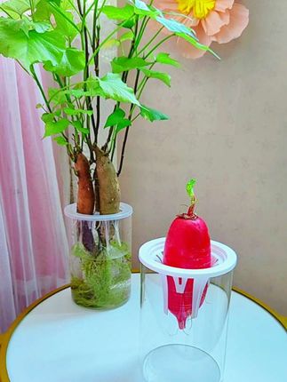 宝宝们,这套玻璃器皿定植篮,轻松助力厨房边角料养成桌面小森林!不用翻土、不沾脏手,一颗发芽的红薯、半截带须的胡萝卜、刚冒芽的土豆,就能在透明玻璃器皿里,开启一场看得见的生长魔法。定植篮稳稳托住食材,根系在清澈水中自由舒展,白须如银丝缠绕,嫩芽从干枯表皮里钻出来,几天就窜出嫩绿新叶。玻璃器皿放大每一处生机,根系的蜿蜒、叶片的舒展,都是桌面上流动的风景,既是净化空气的小氧吧,也是治愈忙碌的“慢镜头”#水培红薯胡萝卜土豆器皿定植篮#水培容器#水培玻璃容器#儿童学生植物观察日记diy水培瓶#水培绿植容器