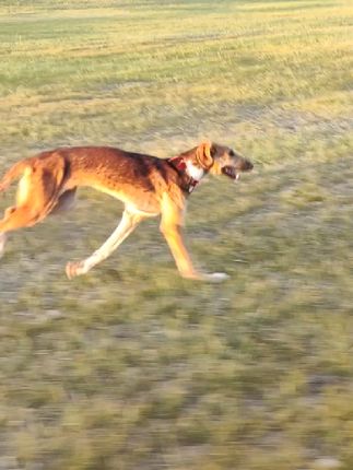 我家俩大串子 开始慢慢遛一遛#蒙细 #蒙古细犬
