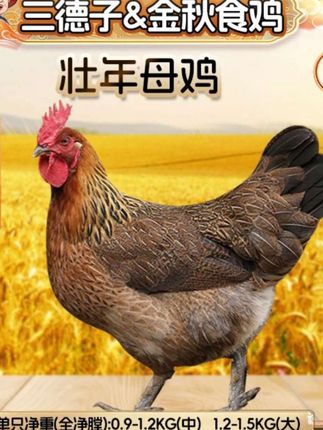 三德子#老母鸡#滋补煲汤#新鲜土鸡 #太香啦