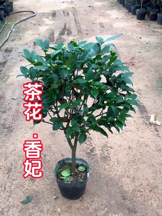 香妃茶花盆栽 带香味山茶花树苗 浓香型花卉 秋冬季节带花苞 冬季开花 春季开花 耐寒 #香妃茶花 #茶花基地 #茶花 #山茶花
