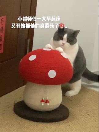 这个臭咪每天都得“宠幸”他的臭蘑菇🍄#猫玩具 #猫精 #猫抓板