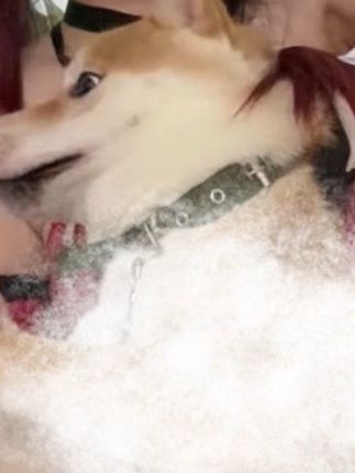 #cos #瓦学弟#柴犬日常 #ooc致歉