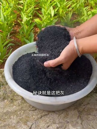 稻壳炭草木灰防虫防的好帮手。#种植小技巧 #种菜 #自己种的纯天然的绿色蔬菜 #稻壳炭