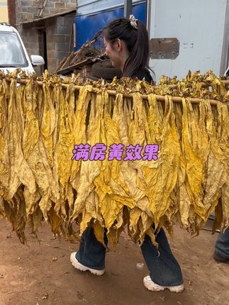 满房黄使用效果#满房黄少霉烂青筋挂灰