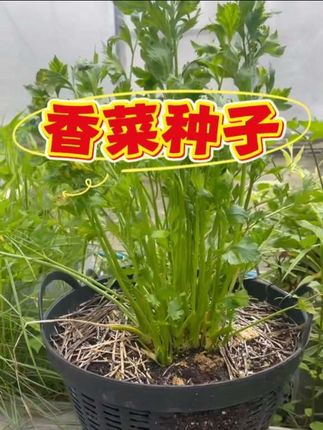 香菜种子