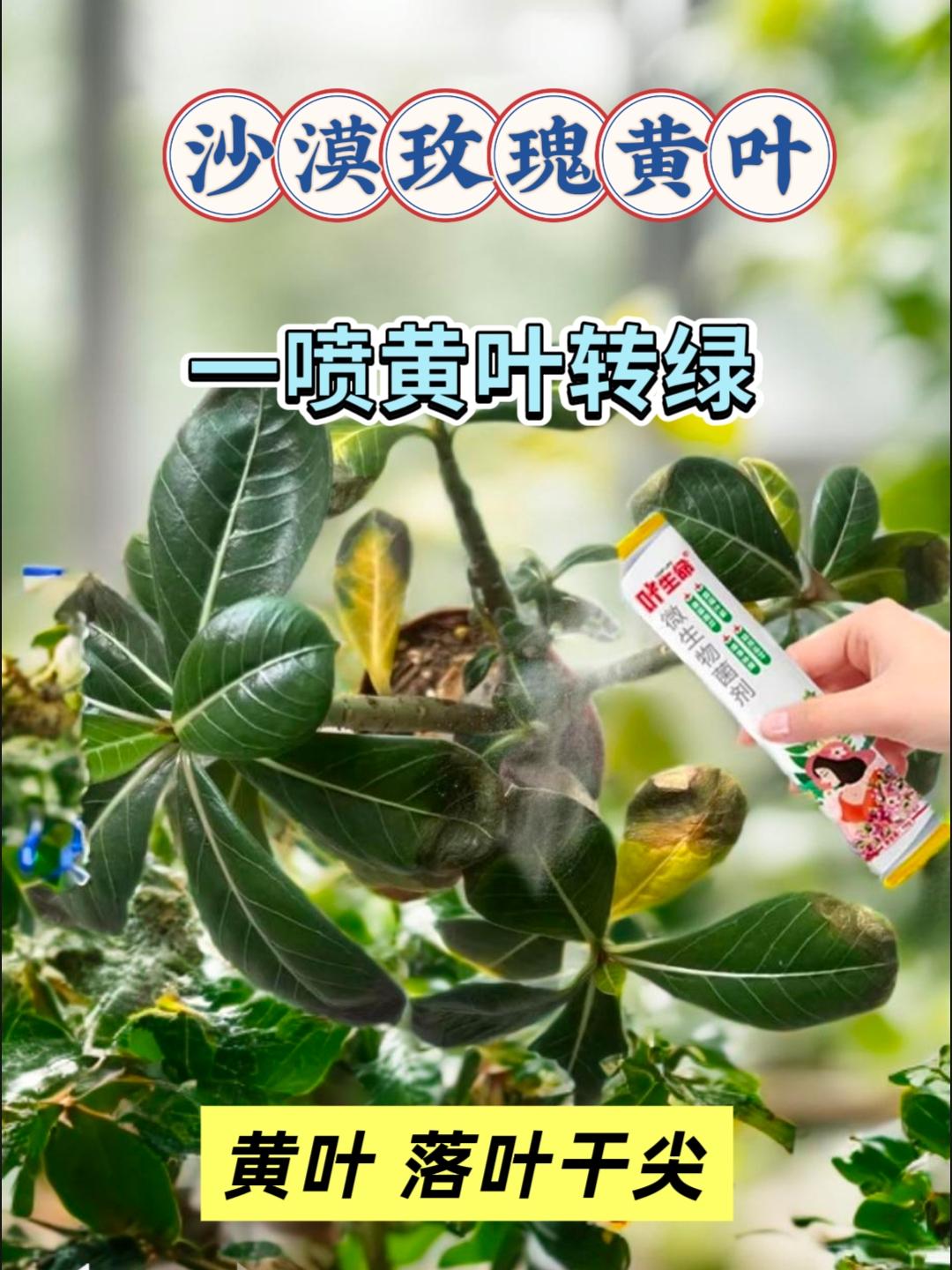 沙漠玫瑰催花秘籍|花农亲授,用它三天爆花苞,满盆娇艳欲滴! 养沙漠玫瑰的花友看过来!是不是总为它不开花、花苞少而发愁?现在花农力推的叶生缘微生物菌剂来啦! 它可不是普通肥料,是专为沙漠玫瑰促花苞定制的“开花神器”。只需用上它,沙漠玫瑰就像被唤醒了开花基因,三天猛出花苞,很快满盆都是娇艳的花骨朵,红的、粉的,一朵朵饱满又艳丽,让你的沙漠玫瑰直接美成焦点! 不管你是养花新手还是老手,有了这款微生物菌剂,都能轻松让沙漠玫瑰花开爆盆,赶紧给你的沙漠玫瑰安排上,让它在阳台、窗台绽放出沙漠般热烈的美丽!#植物通用 #花卉种植 #绿植植物 #花卉绿植 #植物