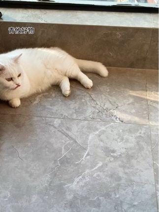 这么不起眼的#藤编猫窝 ,#猫咪 居然这么喜欢,还能磨爪子躺下里面就不想起来了#萌宠好物#新手养猫
