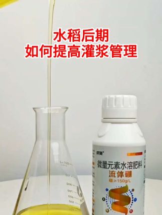 水稻灌浆孕穗抽穗,如何运用提高高温孕穗的结实率#流体硼#水稻种植#农资肥料