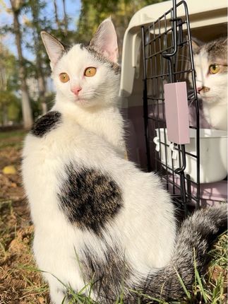 #猫咪 #猫 #好物推荐🔥 #猫咪日常 #萌宠出道计划