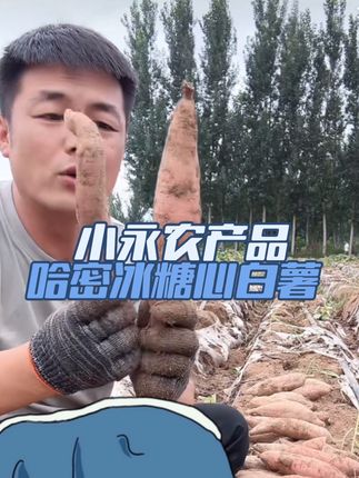 正宗开封哈密冰糖薯,牛奶的香气,冰激淋的口感,入口似奶油 #哈密冰糖薯#产地直发 #现挖现发 #蜜薯 @小永爱生活 @红霞的朋友圈