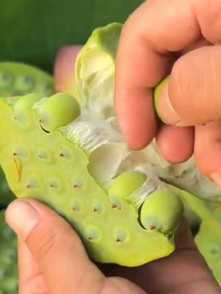 莲蓬在手,夏日清凉我有!鲜嫩莲子正当季!#新鲜 #莲蓬 #夏天的味道