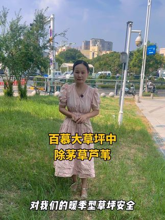 百慕大草坪中的茅草 芦苇 香附子 水花生 铁苋菜 马唐 狗尾草等禾阔莎杂草怎么防治?#百慕大 #茅草 #草坪除草 #园林绿化#公园绿化养护