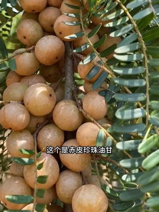 油甘赤皮了酥脆回甘了老乡#油甘 #金灶特产 #赤皮油甘 #潮汕