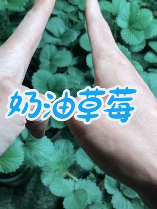 #家庭种植 #奶油草莓苗 #阳台种植 #花盆种植 #阳台小院均可种植