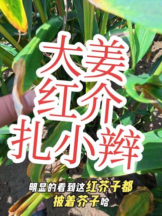 #种姜有难题就找李臣岗