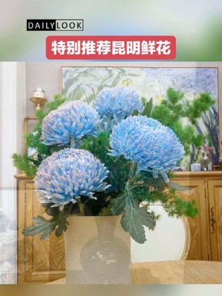 第683集 青花瓷牡丹菊昆明鲜花 #青花瓷牡丹菊 #昆明鲜花基地 #云南昆明基地鲜花 #鲜花