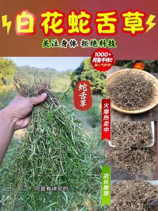 白花蛇舌草很重要的植物大家一定要认识#白花蛇舌草的功效与作用 #白花蛇舌草 #半枝莲 #白花蛇舌草煲汤