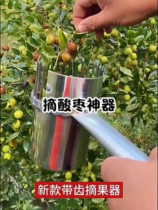 #不锈钢摘枣器 #新鲜采摘 #助力三农 #果园采摘 #果园采摘
