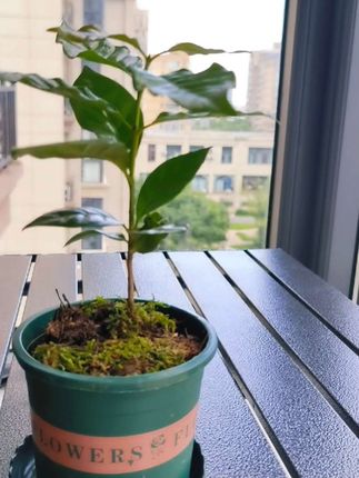 在阳台小院种上几颗咖啡树苗,可以赏花也可以食用,摆在室内提升格调,简直是观赏食用两不误#家庭种植 #树苗#绿植盆栽