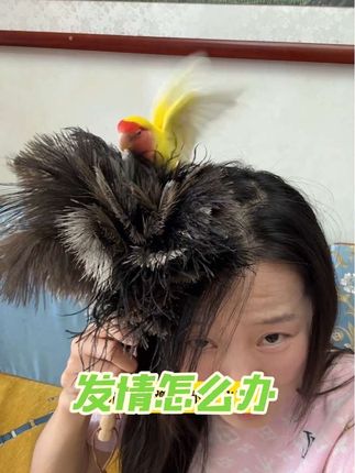 鹦鹉鸟宝为什么会蹭屁股?应该怎么办?#鹦鹉 #鹦鹉鹦鹉萌萌哒逗鹦鹉 #牡丹鹦鹉 #鹦鹉发情 #牡丹鹦鹉日常