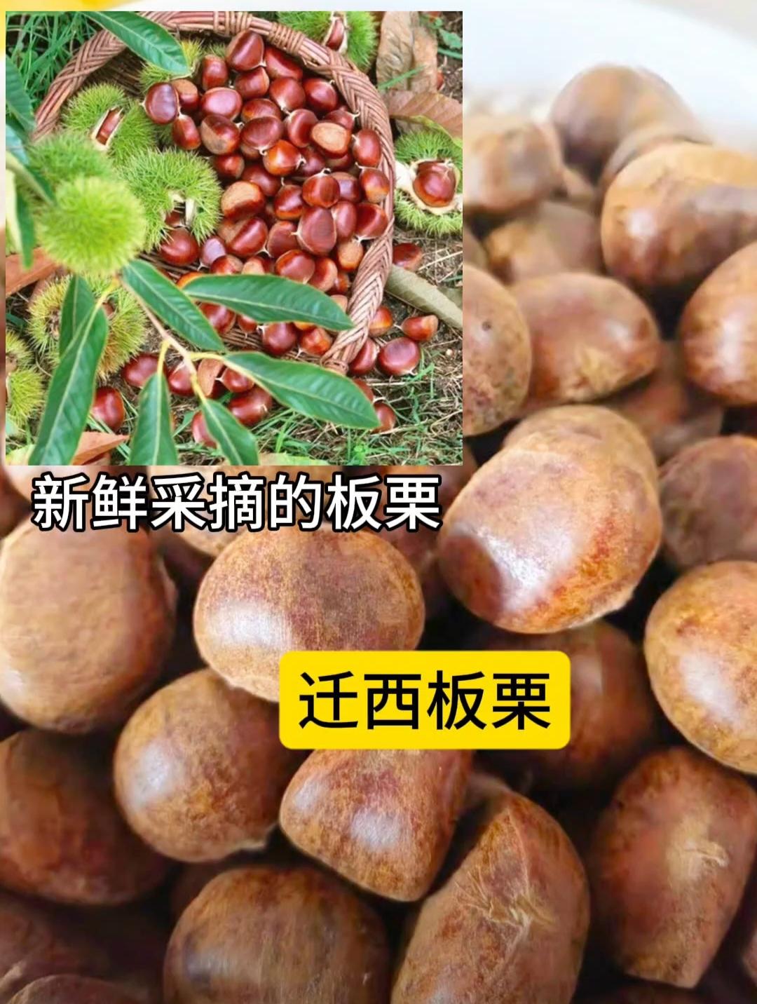 迁西板栗。喜欢吃糖炒栗子的朋友看过来,不要再吃路边摊的炒栗子了,来看看我们家的迁西板栗,个大饱满,甜糯香脆,每一颗都颗粒饱满。这些栗子都是从树上采摘下来后直接发货的,保证新鲜,而且我们家的栗子是纯正的燕山迁西板栗,有喜欢吃的赶紧下单吧!#板栗 #迁西板栗成熟了 #迁西板栗 #好吃分享
