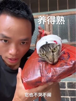 像这种猫就能养,就能养得熟,慈眉善目的,随便撸,还可以把它装到袋子里面,它也不哭不闹、不喊不叫,情绪非常稳定,像这种绝世好猫,就特别适合人养