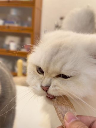 有活动这个新品好适合冲啊#养猫新手 #贪吃猫 #养猫人 #宠物零食 #地狱厨房