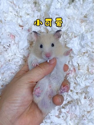 可爱仓鼠,萌萌哒🐹#仓鼠可爱 #仓鼠萌萌哒 #仓鼠日常 #金丝熊宝宝 #仓鼠成长日记
