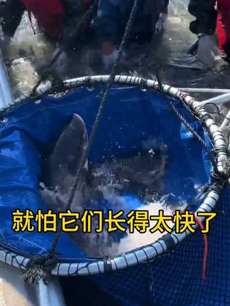 花白鲢养殖#水库养花白鲢#鱼耀轮蛛乐#水产养殖#花白鲢养殖
