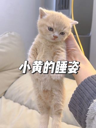 独生子的日常