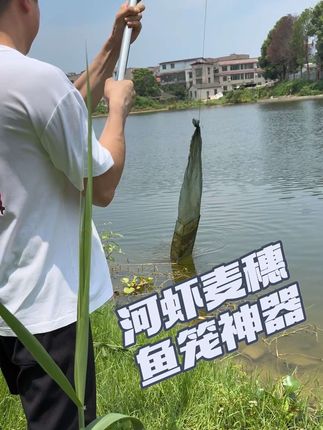 #逮鱼摸虾 今天一起放3个笼子,2个河虾笼,1个可折叠扇形鱼笼,收获稳稳的一盘菜,体验小时候捕鱼捉虾的乐趣