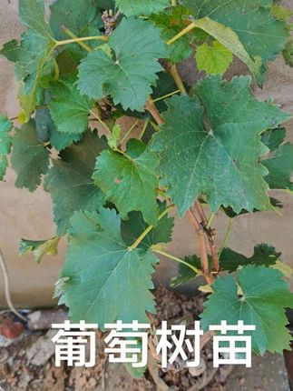 葡萄树苗 #葡萄种植 #葡萄苗 #葡萄树 #葡萄 #果苗种植