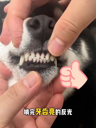 这洁齿骨有魔法吧!洁齿补钙磨牙一步到位~#萌宠好物 #柴犬 #宠物零食 #磨牙棒 #养狗新手 @DOU+小助手@DOU+上热门