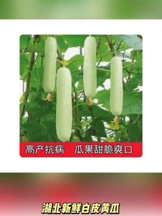 湖北新鲜白皮黄瓜农家自种现摘现发应季蔬菜白玉黄瓜炖汤黄瓜