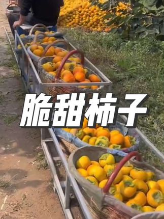 #脆甜柿子 #大人孩子都爱吃 #脆脆甜甜 #现摘现发