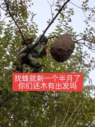 专业的找蜂诱蜂水就是不一样,找蜂太快了 #三农蜂有财 #蜂有财 #蜂有财通用型诱蜂水 #蜂有财找蜂望远镜