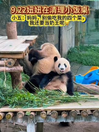 莽仔在清理小饭桌,小五:妈妈别偷吃我的四个菜哈哈 小五:我还要当奶王呢#大熊猫莽小五 #莽仔和小五 ##看一遍笑一遍 #一方水土养一方熊猫 #重庆动物园