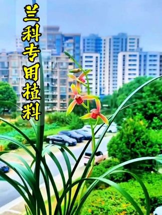 #兰花种植 #兰花 #兰花欣赏 #兰花日常管理 #兰花植料