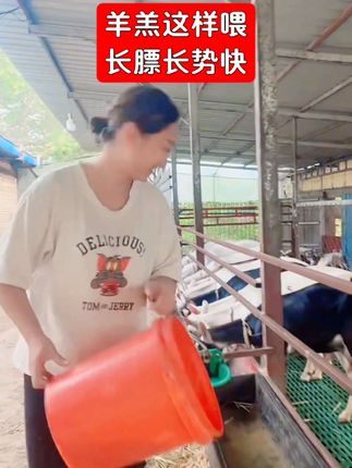 羊羔这样喂,长膘长势快 #养羊技术 #农村养羊 #小羊羔 #养羊人 #牛羊养殖技术分享