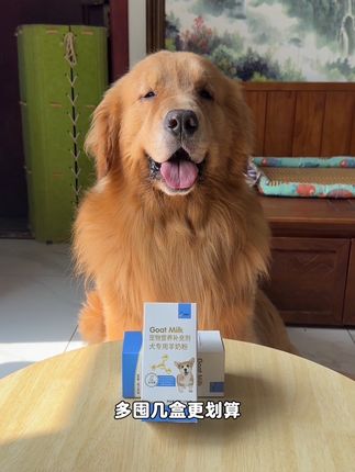 每天给狗砸喝一碗羊奶粉,大黄狗长得壮壮的!#萌宠好物 #羊奶粉