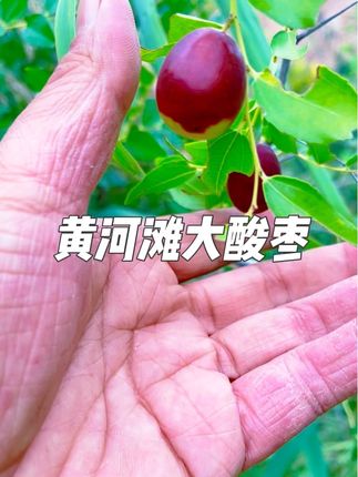 黄河滩大酸枣,自然VC小炸弹,解腻开胃,被人们称为东方睡眠果,咱们发的都是大果,发的都是树上自然成熟,自然吊干的大酸枣!#黄河滩大酸枣 #儿时味道 #你吃过吗 #我的农村生活