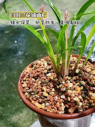 自用的兰花铺面石分享 盖面比较锁水保湿,促芽效果特别好,而且铺面漂亮极了#上热门 #兰花 #兰花植料 #兰花护茎土 #兰花铺面石