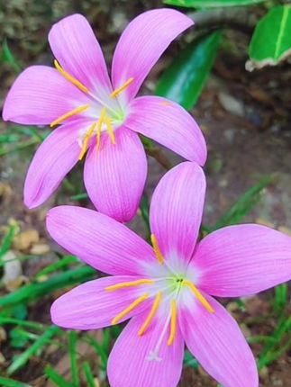 清香型四季开花重瓣风雨兰种球#风雨兰#韭兰 #兰花 #爱生活爱养花 #好看的花一定要分享给你