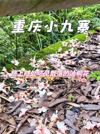 重庆藏了个免费“小九寨”,避开人潮,带娃捡春天🌸#北碚胜天湖 #重庆遛娃 #户外徒步 #重庆户外徒步爬山 #重庆遛娃宝藏地