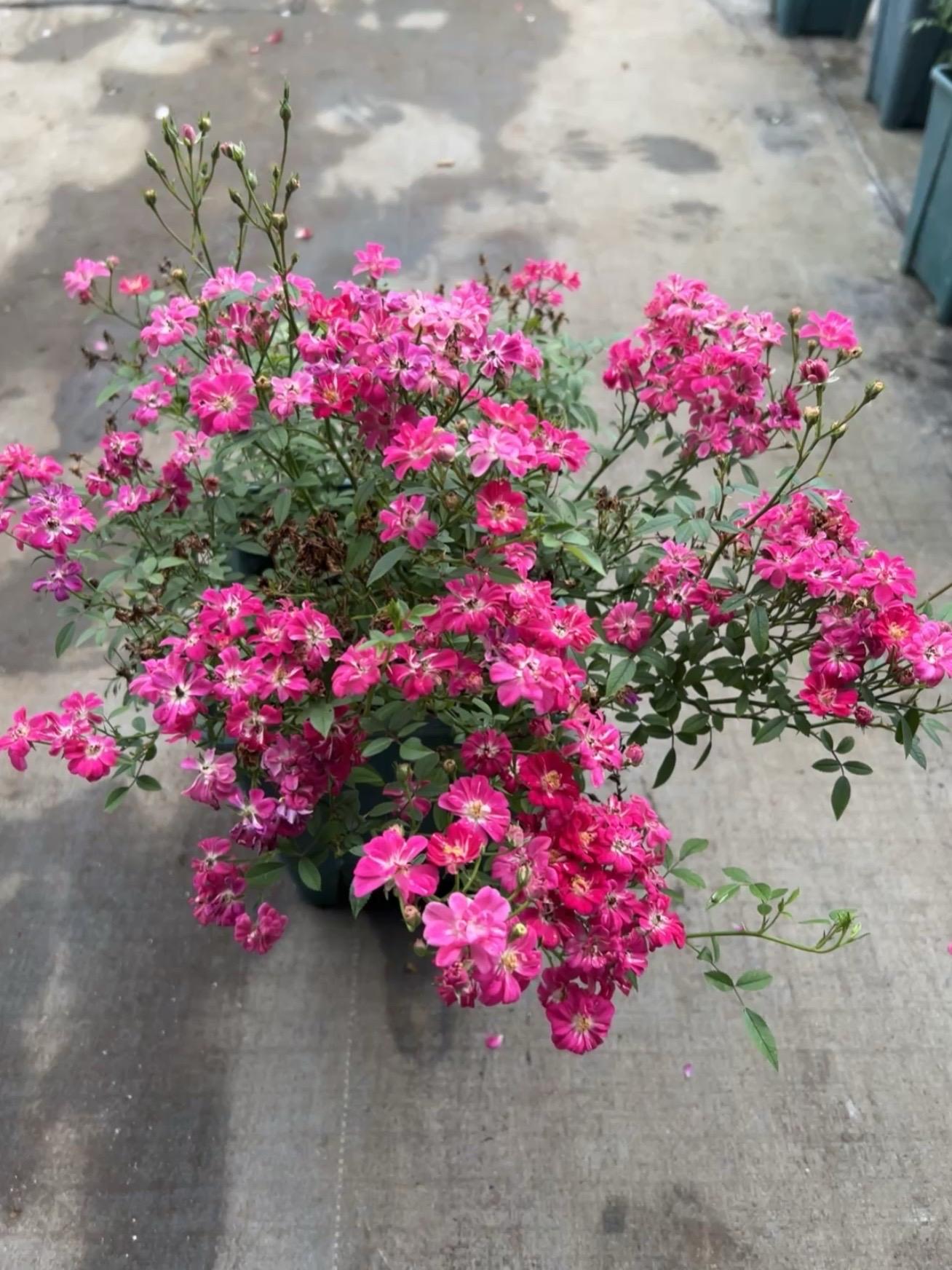 #红莲微型月季花 红色丰花型微月季耐热耐贫瘠#微型月季#阳台月季 #庭院花园 #微月嫁接