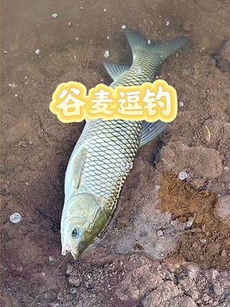 稳稳的吃鱼😌 #谷麦逗钓 #稳当谷麦