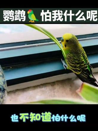 想不通,这种鹦鹉到底怕我什么呢?#vlog日常生活记录 #创作者中心 #创作灵感 #真实生活记录 #鹦鹉 @抖音创作小助手