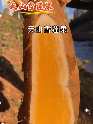 又到吃雪莲果的季节了!雪莲果是低糖水果,吃起来清甜爽口、脆嫩多汁,大人小孩都爱吃。现在正是吃雪莲果的好时候,喜欢的朋友赶紧下单吧!#雪莲果 #天山雪莲果 #新鲜应季水果 #强烈推荐 #优质农产品