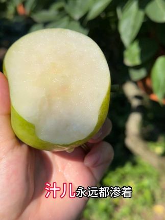 蹭一波大明显的热度,宣传一下家乡的梨#邓紫棋 #翠冠 #优质农产品